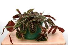Maybe you would like to learn more about one of these? Maranta Leuconeura Wikipedia