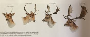 Dag 2 ser han ett par dovskovlar. Jagarexamen Artkannedom Klovvilt Flashcards Quizlet