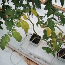 Image result for tomato seedling fusarium wilt