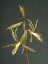 Image result for Nervilia kotschyi