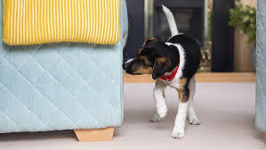 All puppies should go out first thing in the morning, last thing at night take your puppy to the same place each time because the smells often prompt puppies to eliminate. How To Toilet Train A Puppy Top Tips Advice Purina