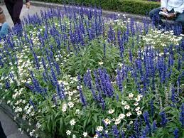 Pin On Garden Delights