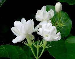 Jasmine Sambac Double Flowers Hoa Lai 1 Feet Tall Ship In 1 Gal Pot Jasmine Plant Jasmine Flower Jasmine Flower Tea