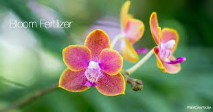 Check spelling or type a new query. Bloom Fertilizer How To Grow Vigorous Blooms Fruit Bearing Plants