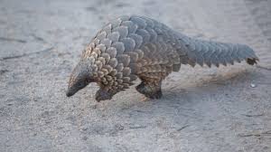 Investigation finds thousands of illegal animal parts and products at markets across five countries. Singapore Seizes 14 Tons Of Pangolin Scales Youtube
