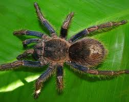Discover the magic of the internet at imgur, a community powered entertainment destination. Cyclosternum Dunia Tarantula