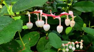 Image result for Salacia stuhlmanniana