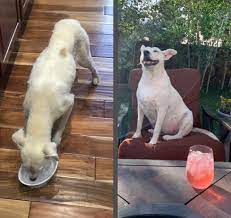 Baby, i am a wreck. Found This Beautiful Girl Tied Up On The Highway Vet Said If She Wasn T Taken In She Would Ve Probably Died That Night Took Her Months Before She Would Even Be In The