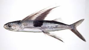 Stasiun televisi memang untuk anda. Nama Ikan Laut Yang Bisa Terbang Lengkap Dengan Jenis Jenis Serta Gambarnya Nama Nama Hewan