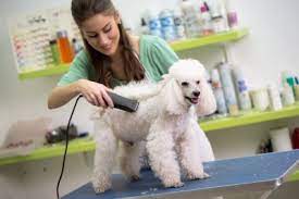 Pet insurance can lower the cost of medical bills for accidents and injuries, but it can also be an unnecessary expense. Dog Groomer Insurance Pet Groomer Insurance Mobile Groomer Insurance