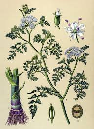 Image result for Oenanthe