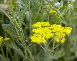Florida boasts over 180 verified butterfly species representing some 170 native or newly established species and 17 tropical vagrants. Top Plants To Attract Butterflies To Your Garden Costa Farms