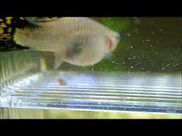 Guppy Giving Birth Youtube