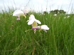 Image result for Eulophia calantha