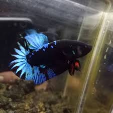 2:34 betta guppy day 13 482 просмотра. Shopee Indonesia Jual Beli Di Ponsel Dan Online