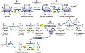 glycolysis 10 steps explained steps by steps with diagram