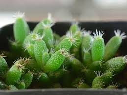 Image result for Dipcadi marlothii