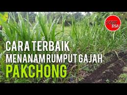 Perawatannya pun tidak terlalu susah, kami sudah buatkan artikel khusus untuk cara merawat rumput gajah mini, silakan klik disini. Cara Terbaik Menanam Rumput Gajah Pakchong Youtube