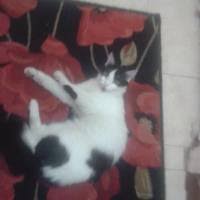Kedim Sut Icince Kusuyor Neden Petlebi Sosyal