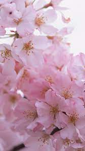 Hd wallpaper bunga flower pink green nature flowering. Wallpaper Bunga Sakura Hd Iphone Wallpapershit