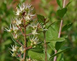 Image result for Lawsonia inermis
