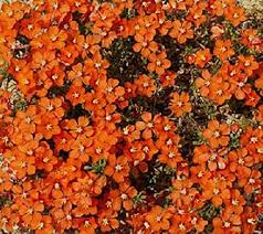 Image result for Anagallis pumila