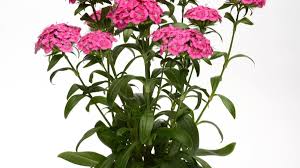 Here's a list of plants they love from a to z. Plants We Love Dianthus Jolt Series Horticulture