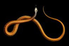 Inquietant Taipan Du Desert Dans la lutte constante pour leur survie, les animaux ont développé une incroyable variété de couleurs, de motifs et de formes qui les aident à repousser. inquietant taipan du desert