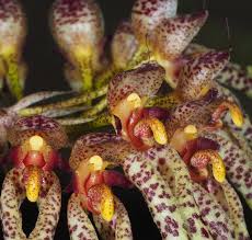 Image result for Bulbophyllum longiflorum