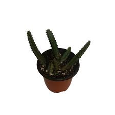 Image result for Huernia procumbens