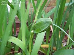 There are 35 iris pod for sale on etsy, and they cost $107.59 on average. Irises Louisiana Iris Seed Pod 1 By Debinsc