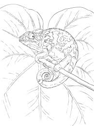 Common Chameleon Coloring Page Free Printable Coloring Pages Coloring Pages Blank Coloring Pages Chameleon Color