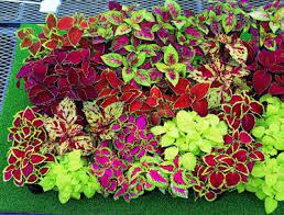 Plantas Coleus Flower Seeds Plants Foliage Plants
