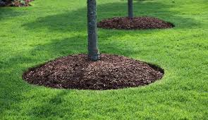The soils under pine forest and mixed coniferous forests (pine and spruce) were of similar texture (sand and loamy sand). Successfully Growing Grass Under Trees A How To Guide
