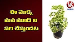 Rare variegated balfouriana aralia 4 full pot ( polyscias balfouriana ) live plant. Benefits Of Plant Aralia Inti Mokkalu V6 News Youtube