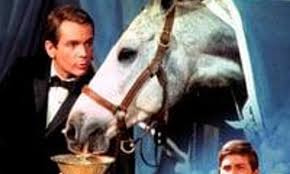 The Horse in the Gray Flannel Suit - Where to Watch and Stream Online –  Entertainment.ie