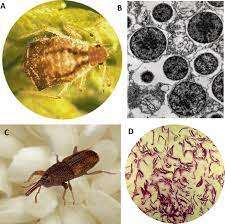 The structural pest control board (spcb) is a part of the department of consumer affairs. The Holobiont Concept The Case Of Xylophagous Termites And Cockroaches Springerlink