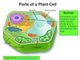 Dna in animal cell diagram. Parts Of A Plant Cell Vacuole Mitochondria Nucleus Ppt Video Online Download