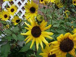 Helianthus Annuus Flower Juice Best Flower Wallpaper