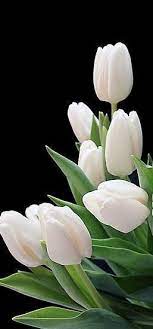 Flowers Photography 31 Flowers Photography Beautiful Flowers Photography White Tulips
