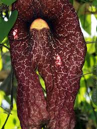 Image result for Aristolochia gigantea