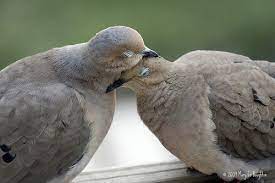 Mourning Doves Cuddling Pet Birds Animals Beautiful Cute Animals