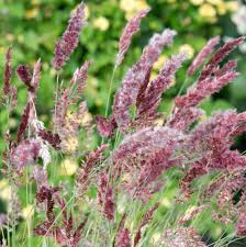 Image result for Melinis nerviglumis