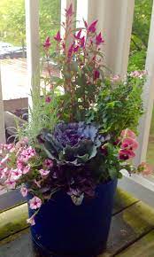 Fall Container Lavendar Grosso Celosia Intenz Lipstick Celome Pequena Rosalita Pansy Blotched Pink Ajuga Maho Fall Plants Fall Containers Pink Stars