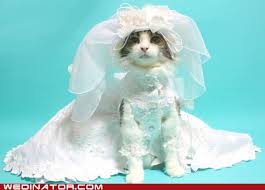 The Last Thing You Ll Ever See Cat Wedding Perfect Wedding Pictures Funny Wedding Photos