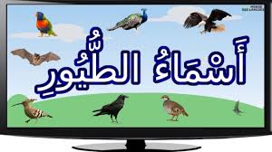 اسماء و انواع الطيور بالصور مع اصواتها Youtube