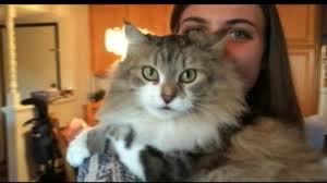 Cat Tags Along for 10-Mile Ride in Car Bumper