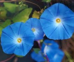 Image result for Ipomoea violacea
