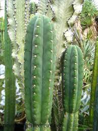 For cactus enthusiasts, growing cactus from seeds is rewarding though it requires patience as they sometimes take longer to thrive. Pin On Kaktos Cardos
