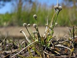 Image result for Eriocaulon abyssinicum